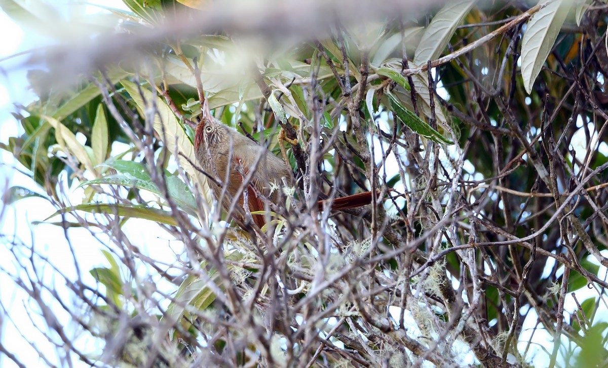 Streak-capped Spinetail - Josep del Hoyo