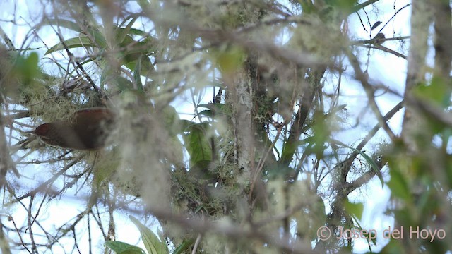 Streak-capped Spinetail - ML541398131