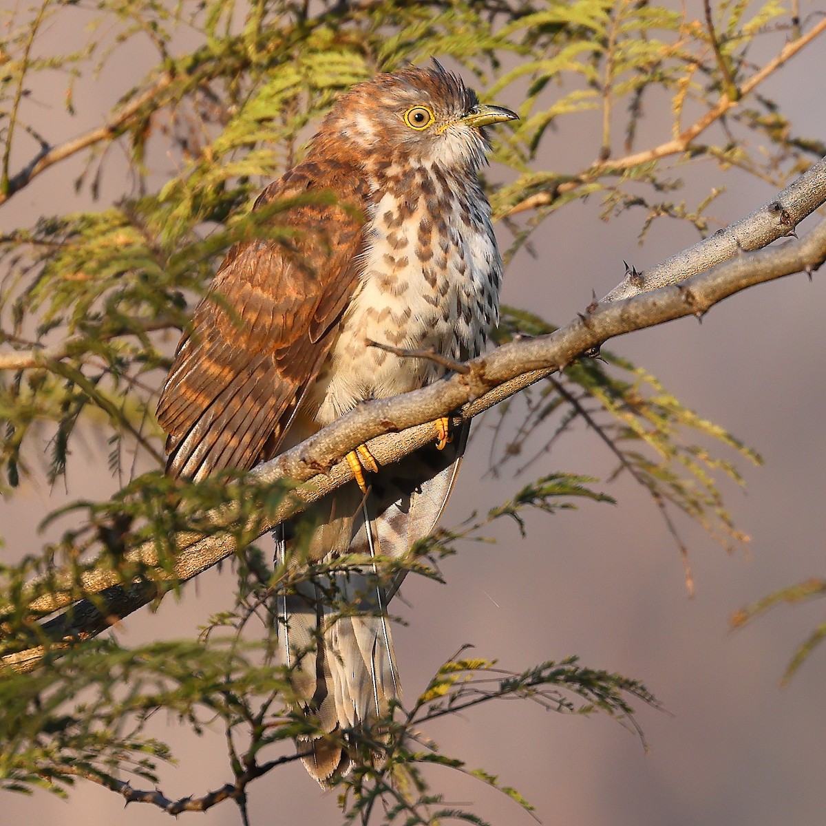 Common Hawk-Cuckoo - ML541398971