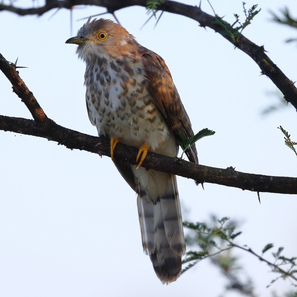 Common Hawk-Cuckoo - ML541398981