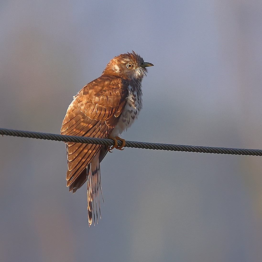 Common Hawk-Cuckoo - ML541399001