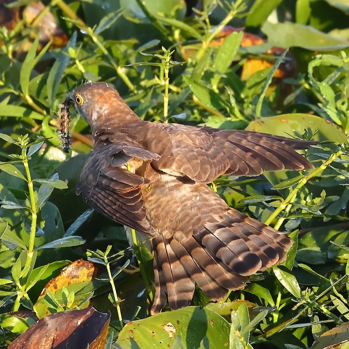 Common Hawk-Cuckoo - ML541399011