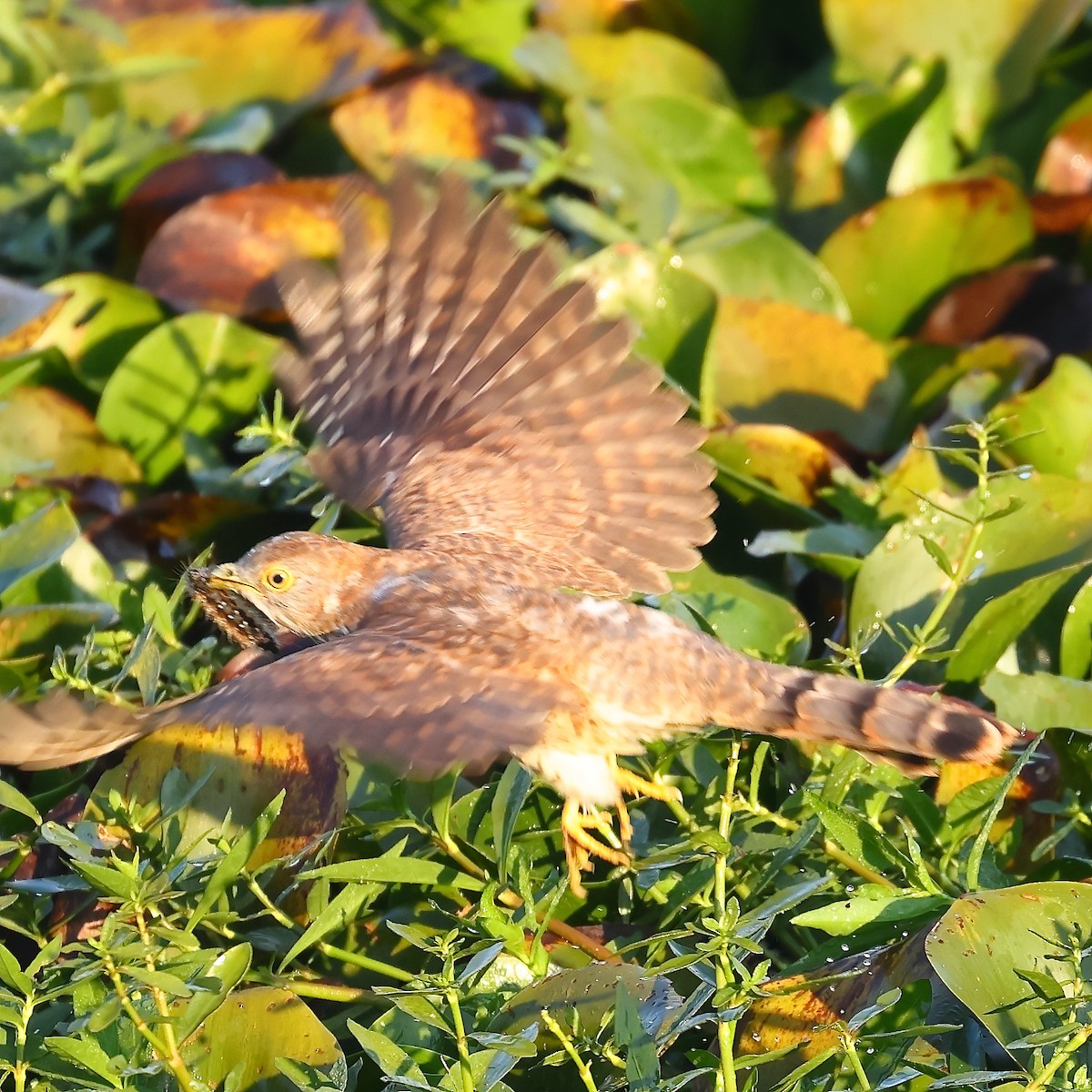 Common Hawk-Cuckoo - ML541399031