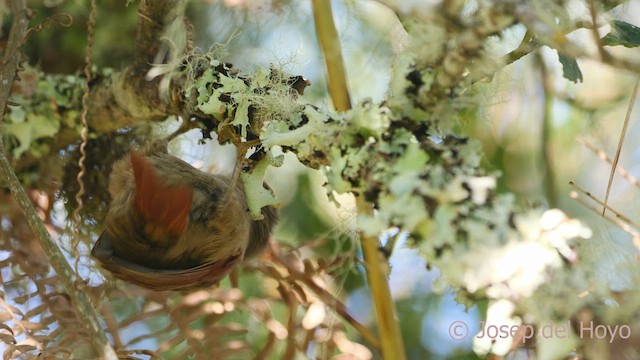 Streak-capped Spinetail - ML541399111