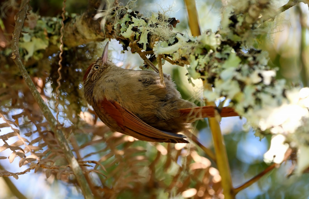 Streak-capped Spinetail - ML541399121