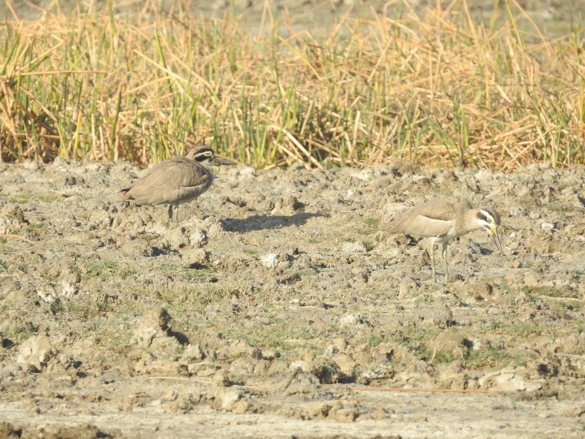 Great Thick-knee - Ashwin Viswanathan