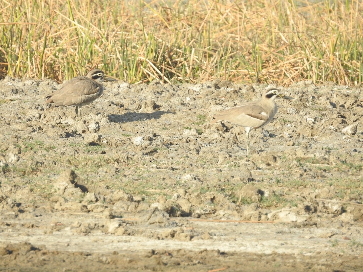 Great Thick-knee - Ashwin Viswanathan