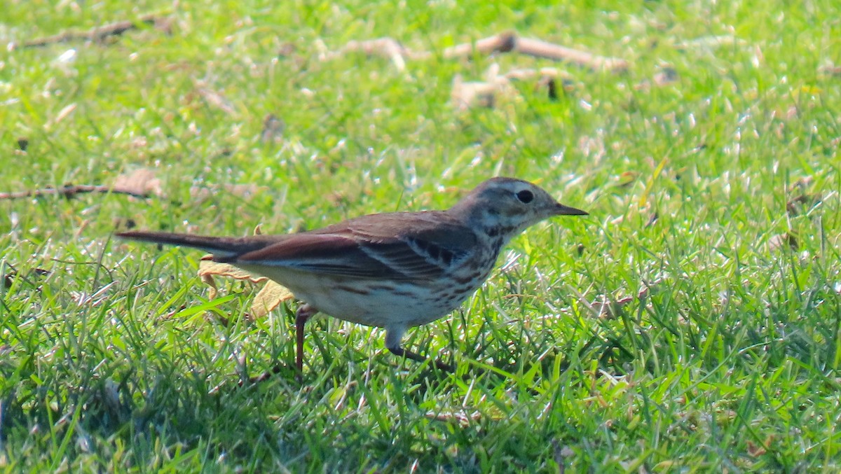 American Pipit - ML541399821