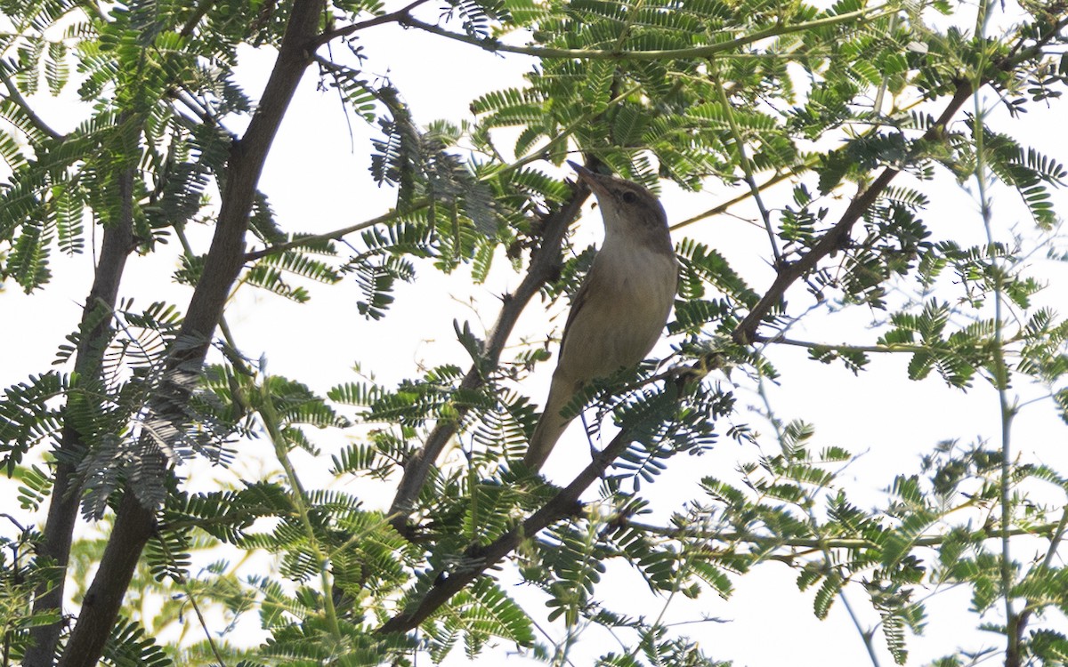 Large-billed Reed Warbler - ML541399841