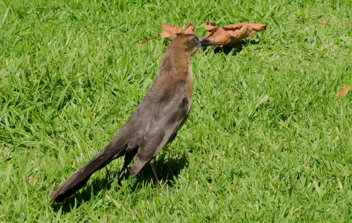 Great-tailed Grackle - ML541400031