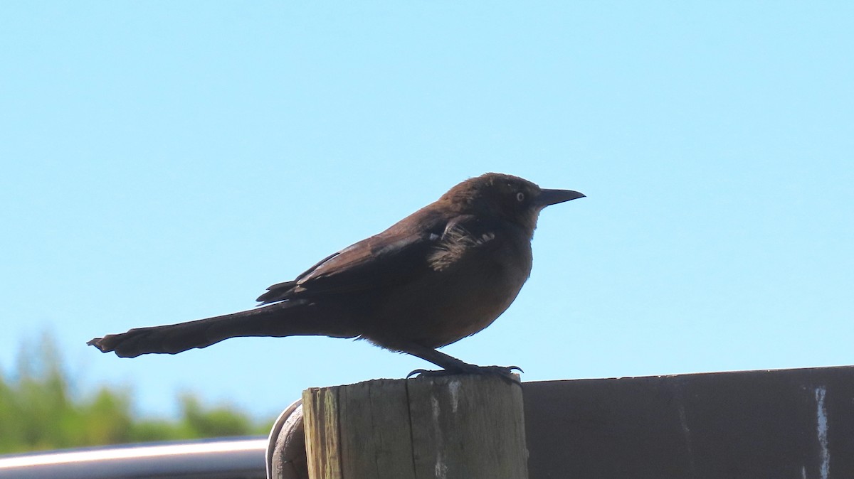Great-tailed Grackle - ML541400061