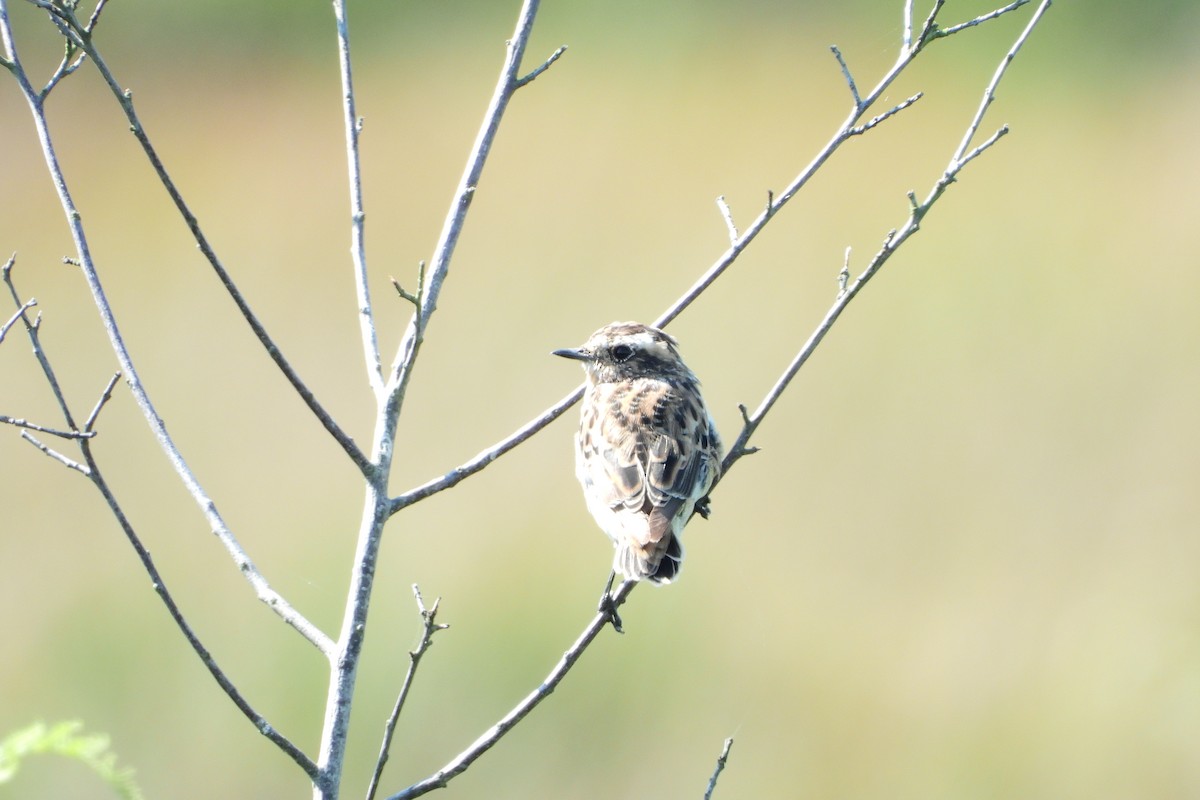 Whinchat - ML541400701