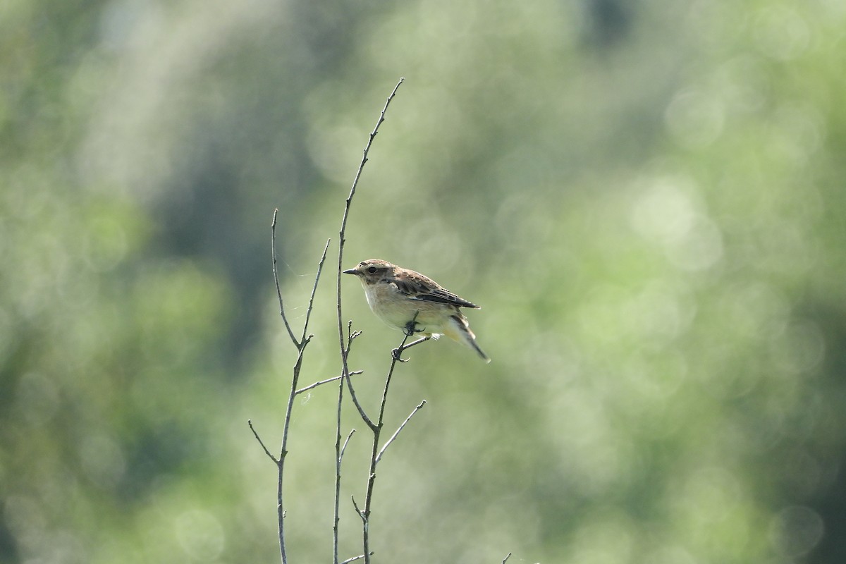 Whinchat - ML541400711