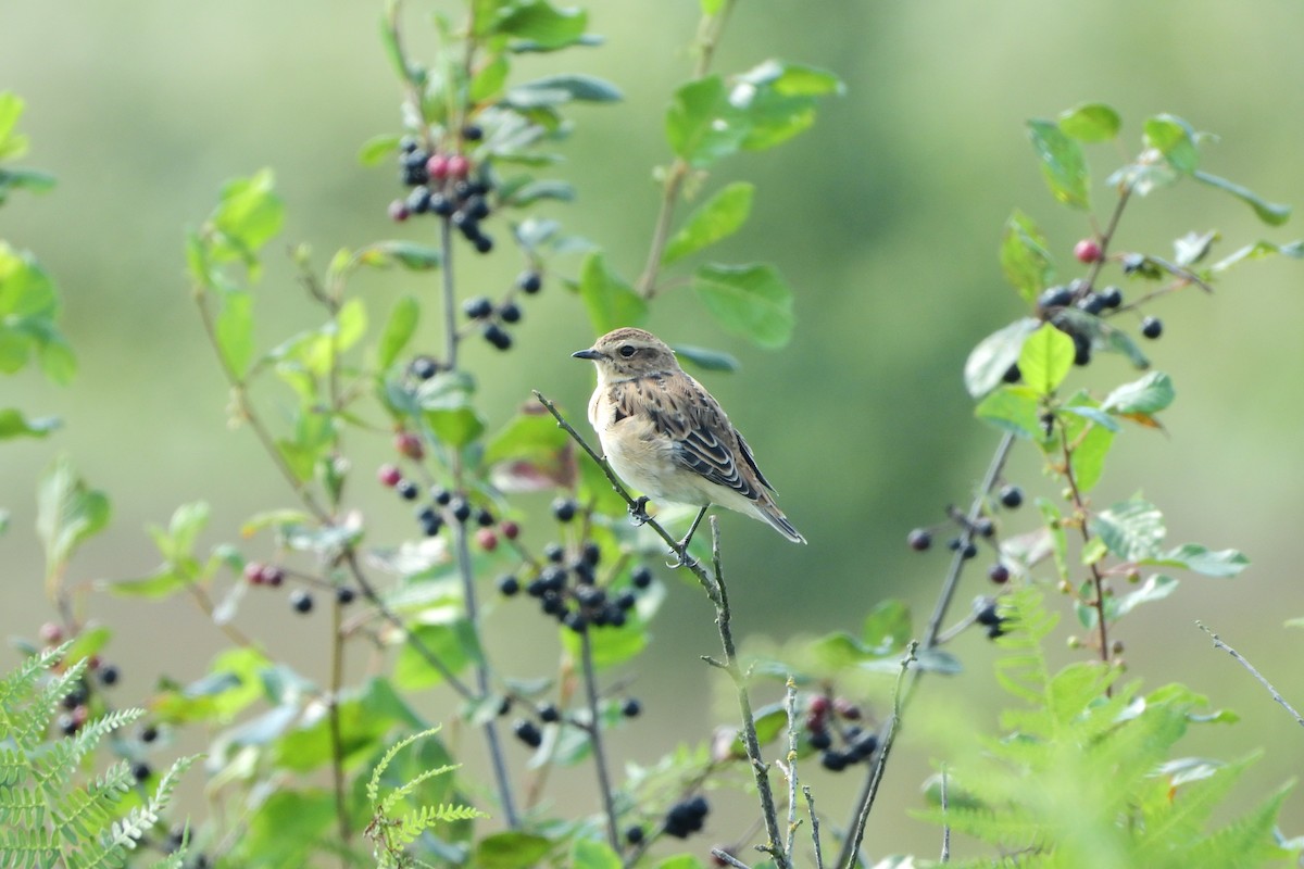Whinchat - ML541400721