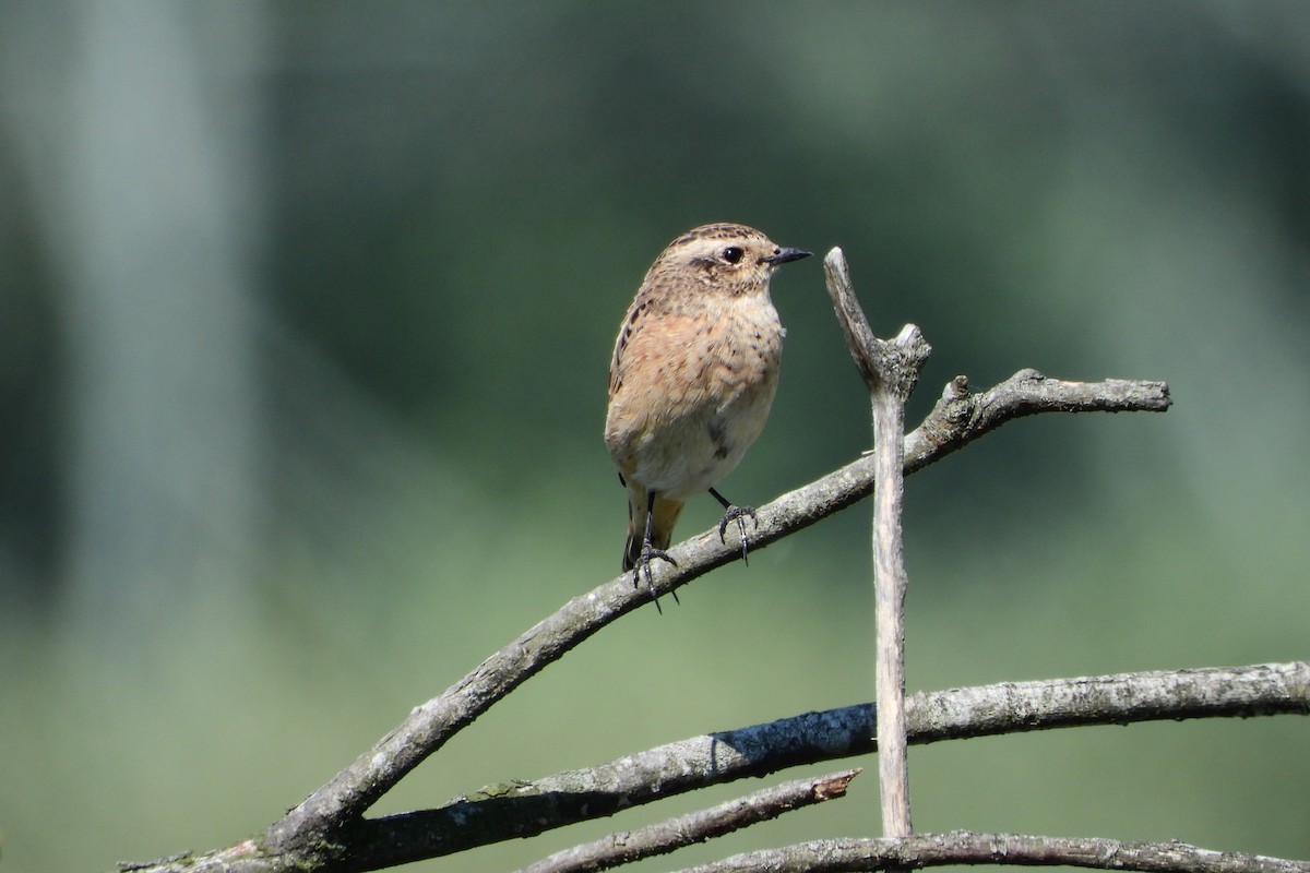 Whinchat - ML541400751