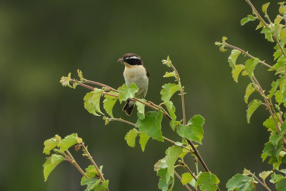 Whinchat - ML541400771