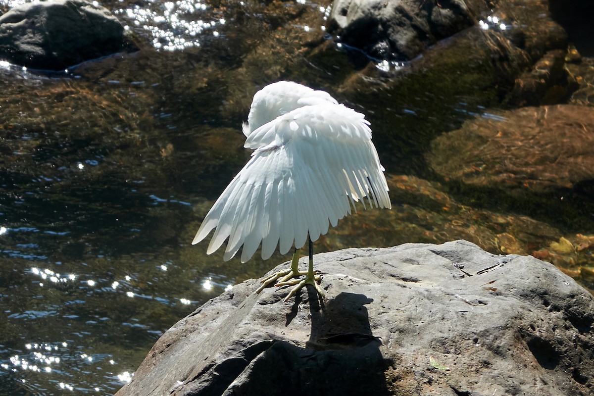 Little Egret - ML541401221