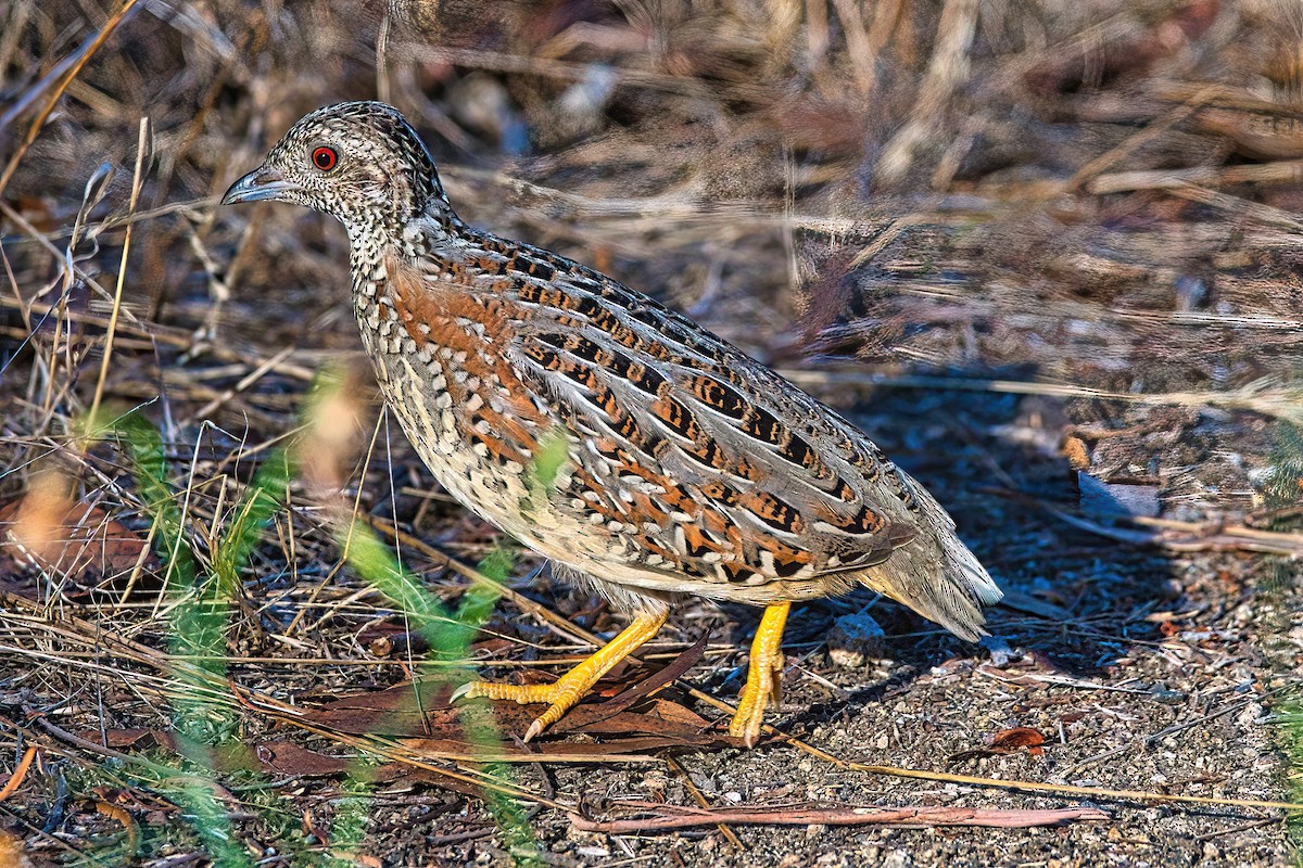 Painted Buttonquail - ML541402711