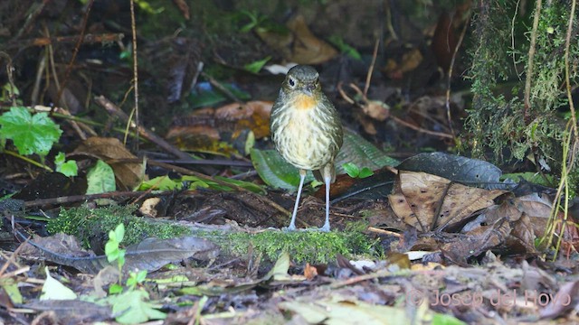 Santa Marta Antpitta - ML541402931