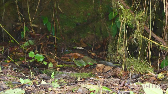 Santa Marta Antpitta - ML541404161