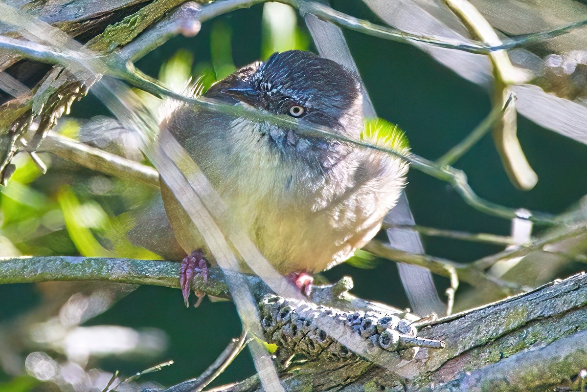 White-browed Scrubwren - ML541404771