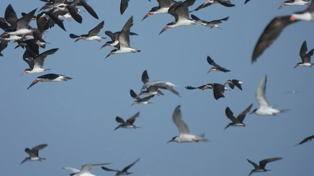 Black Skimmer - ML541405411