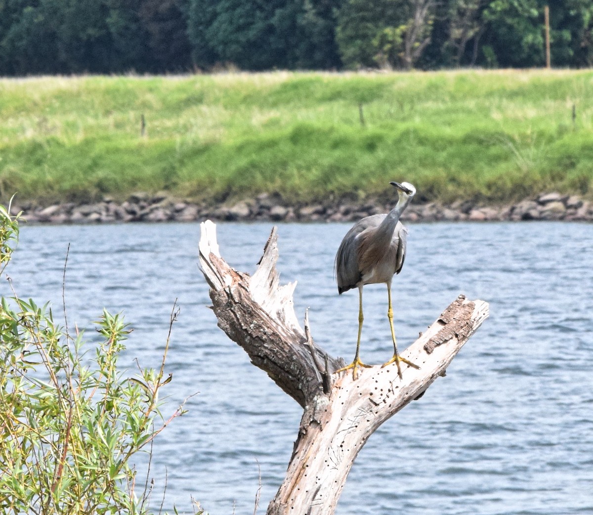 White-faced Heron - ML541405991