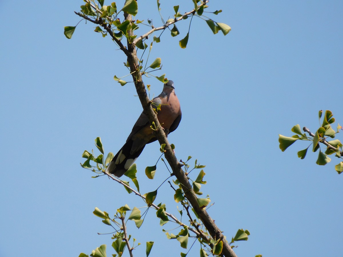 Spotted Dove - ML541406171