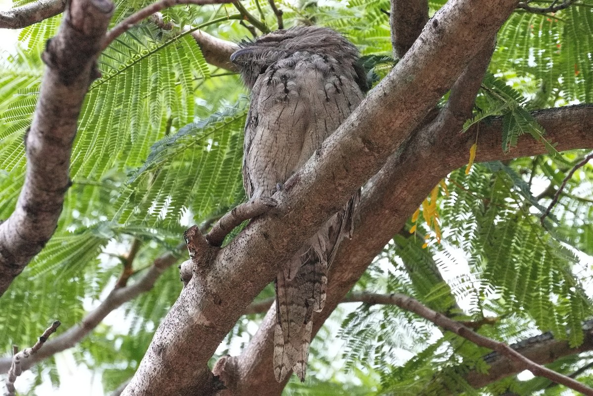 Tawny Frogmouth - ML541406231