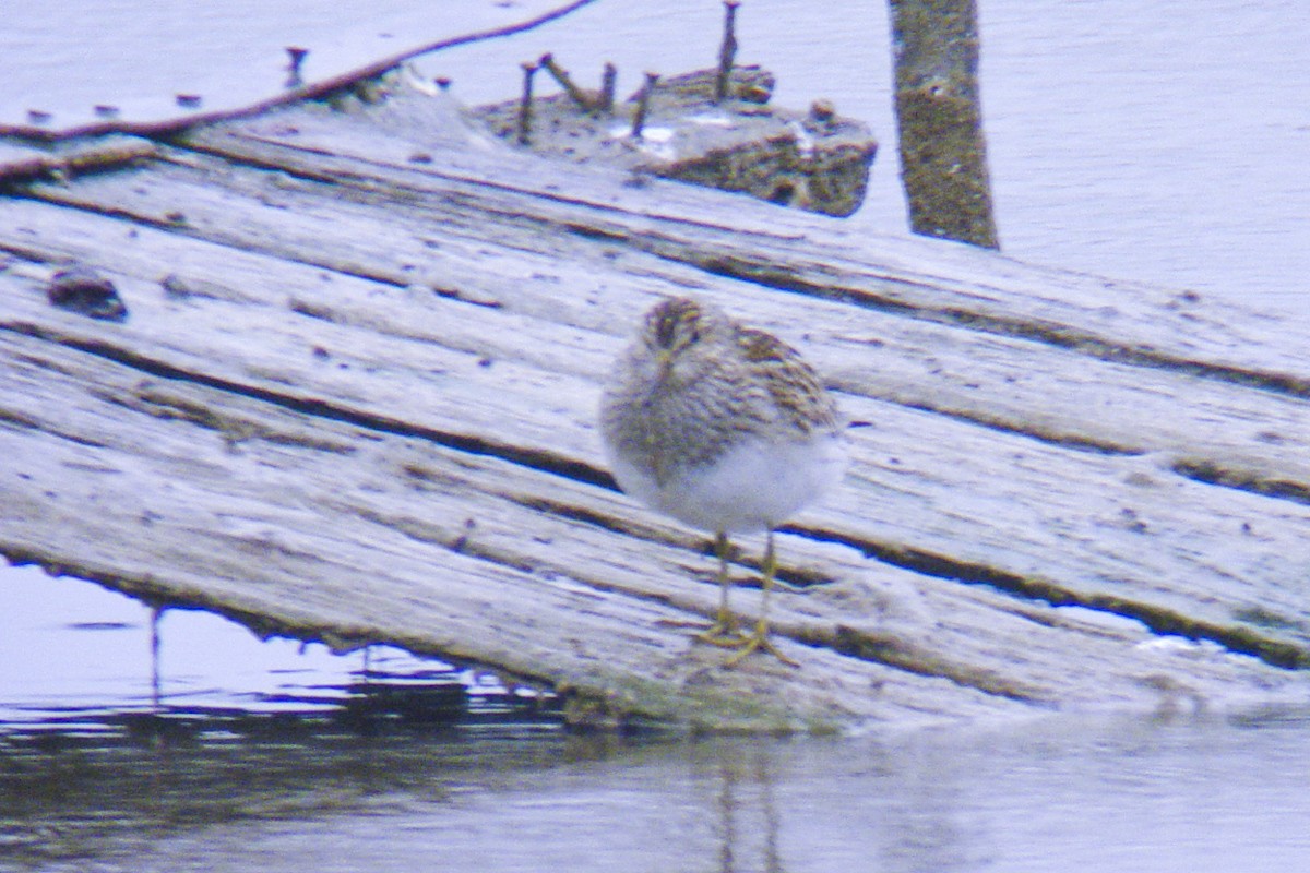 Pectoral Sandpiper - Stephan Trösch