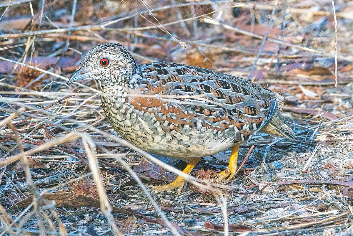 Painted Buttonquail - ML541406891