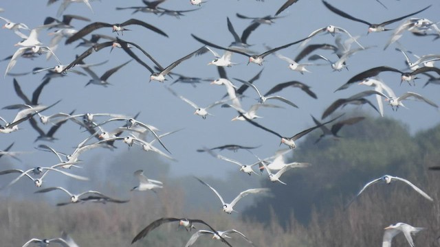 Elegant Tern - ML541407341