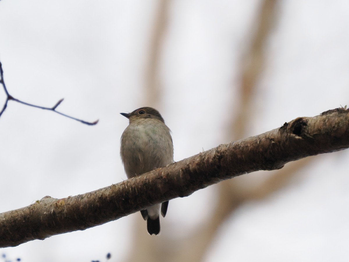 Asian Brown Flycatcher - Inazoh 🍻