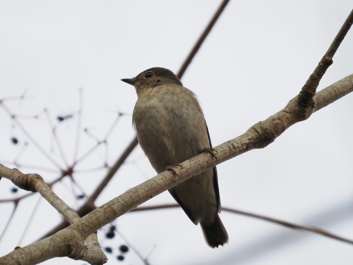 Asian Brown Flycatcher - Inazoh 🍻