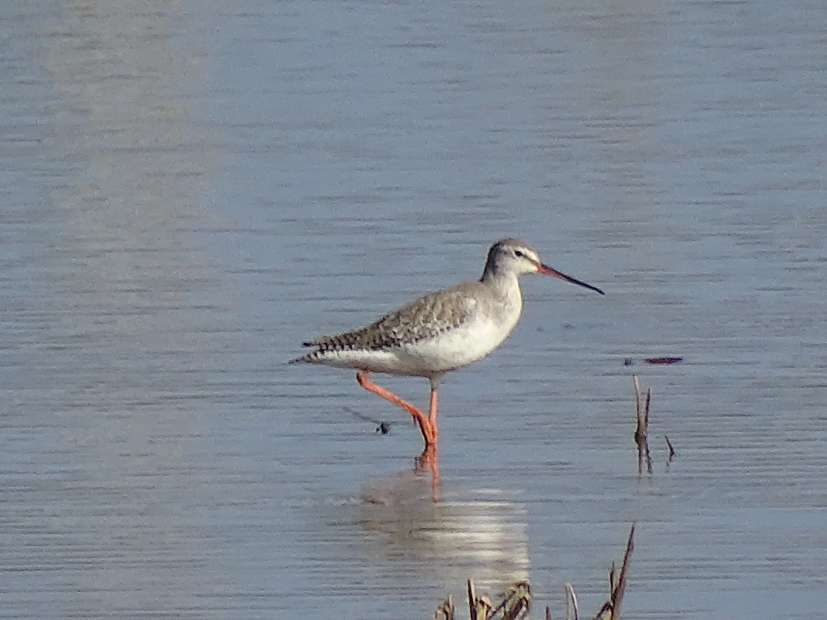 Spotted Redshank - ML541408491
