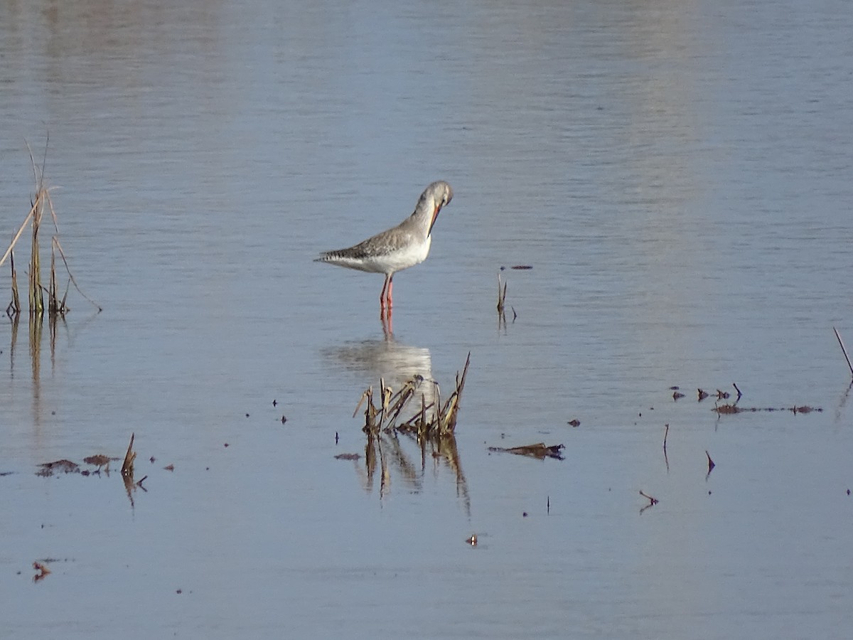Spotted Redshank - ML541408501
