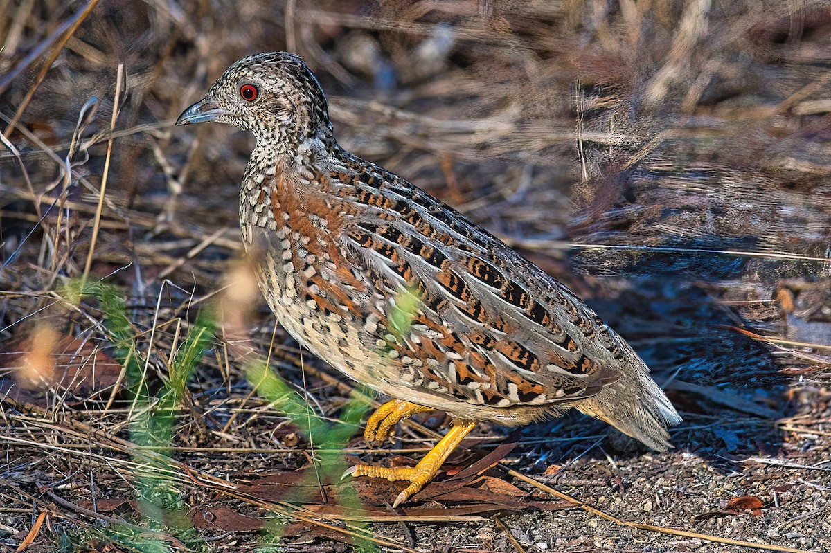 Painted Buttonquail - ML541408761