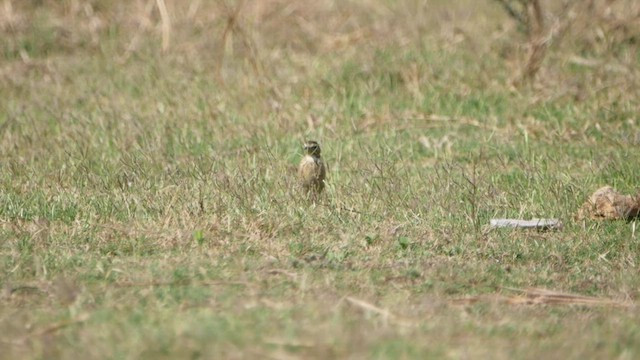 Richard's Pipit - ML541409181