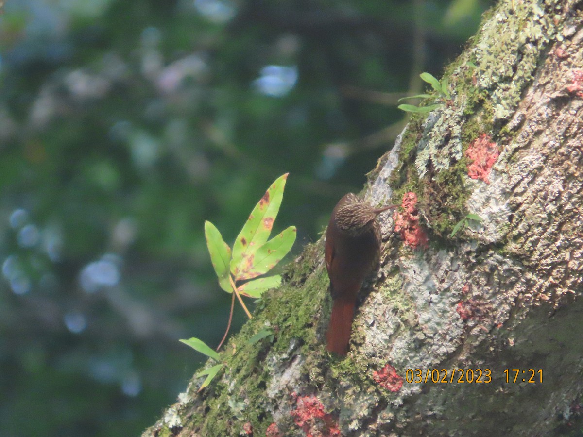 Streak-headed Woodcreeper - ML541409501