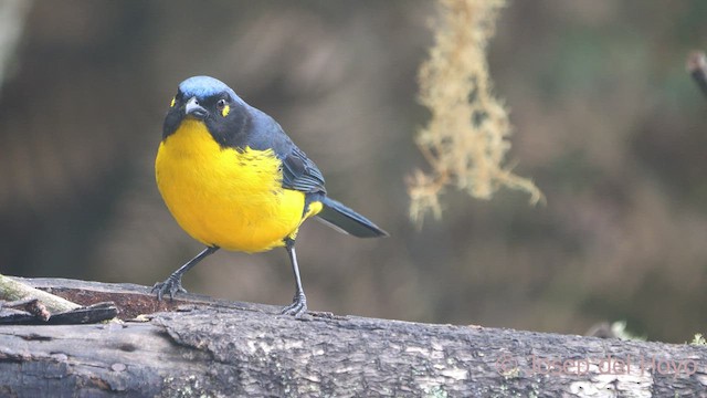 Black-cheeked Mountain Tanager - ML541409941