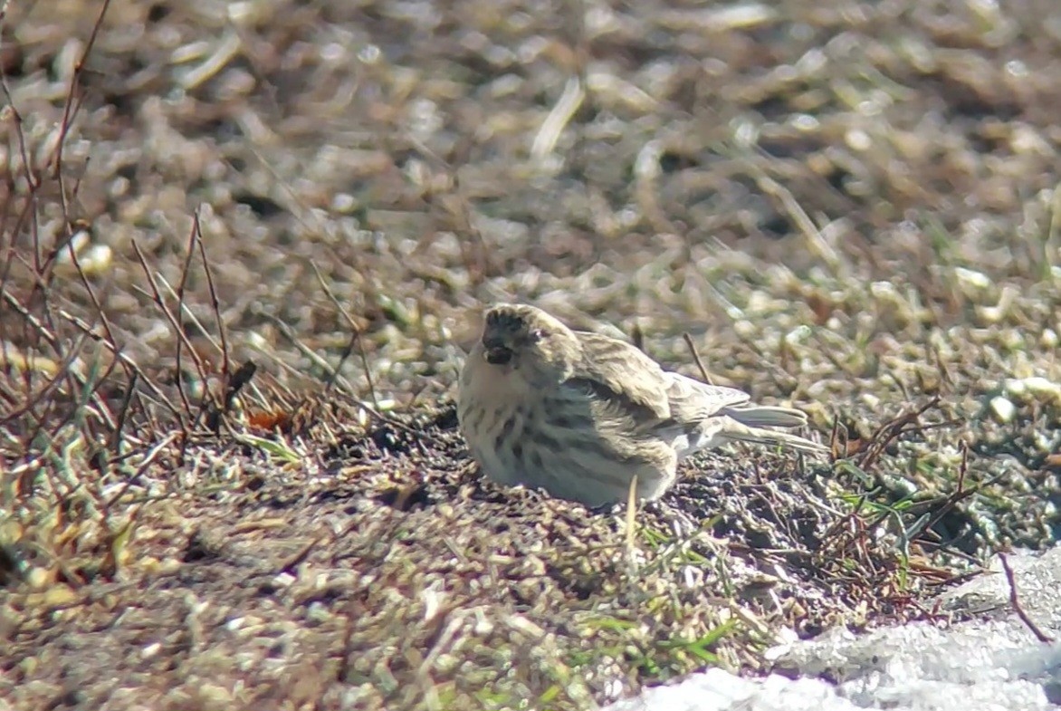 Twite - Jussi Lindström