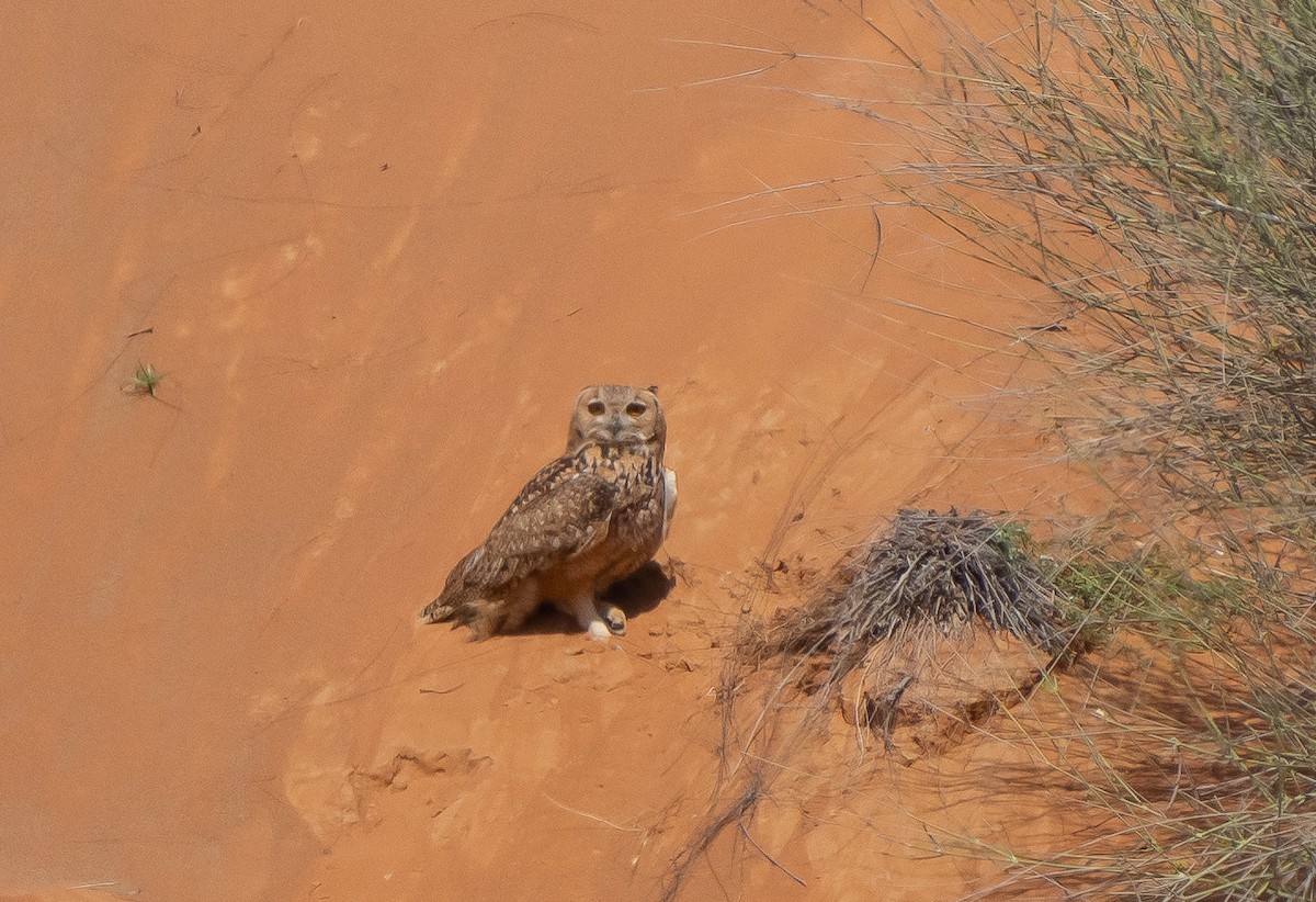 Pharaoh Eagle-Owl - ML541409961