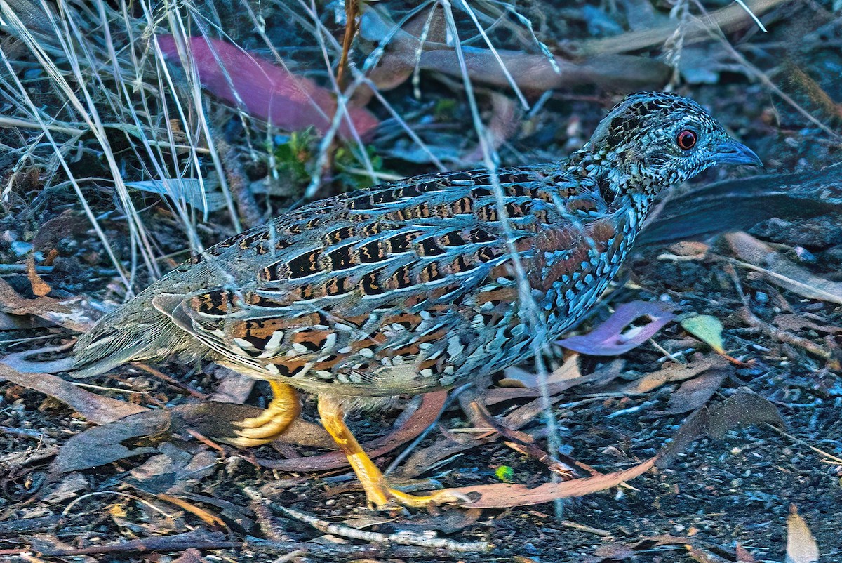 Painted Buttonquail - ML541409971