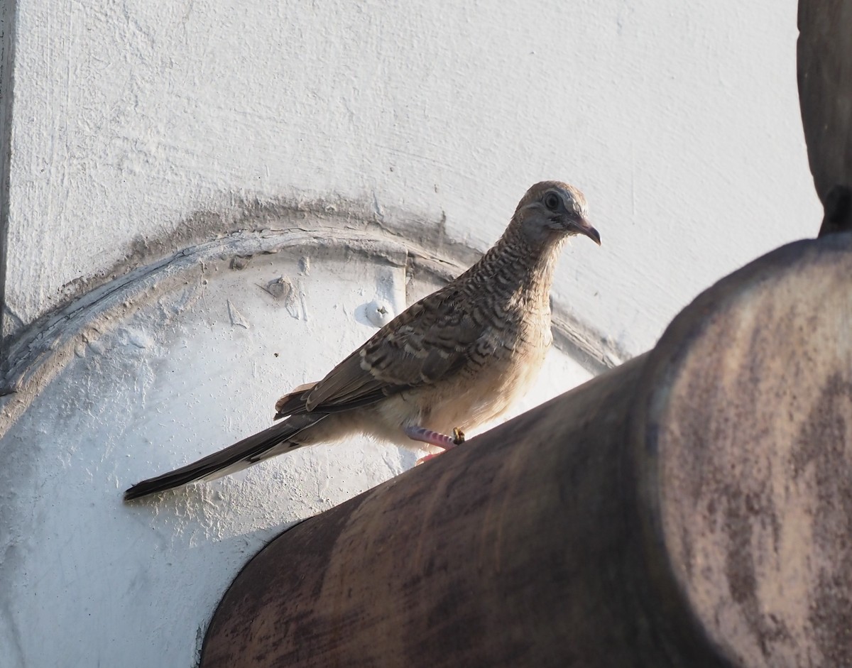 Zebra Dove - ML541411981