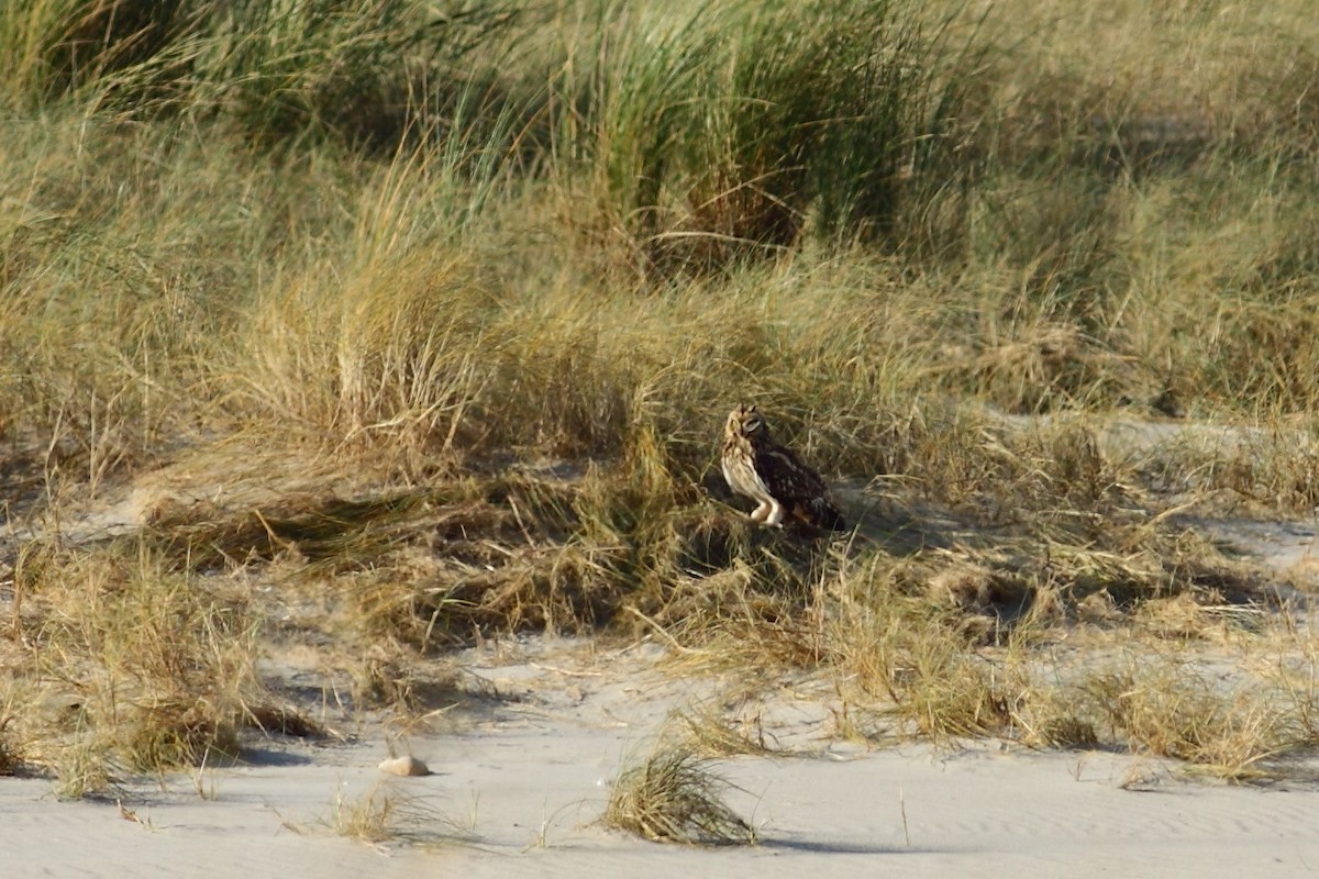 Short-eared Owl (Northern) - ML541412111