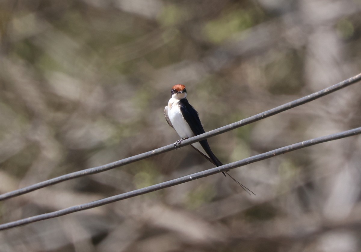 Wire-tailed Swallow - ML541412131