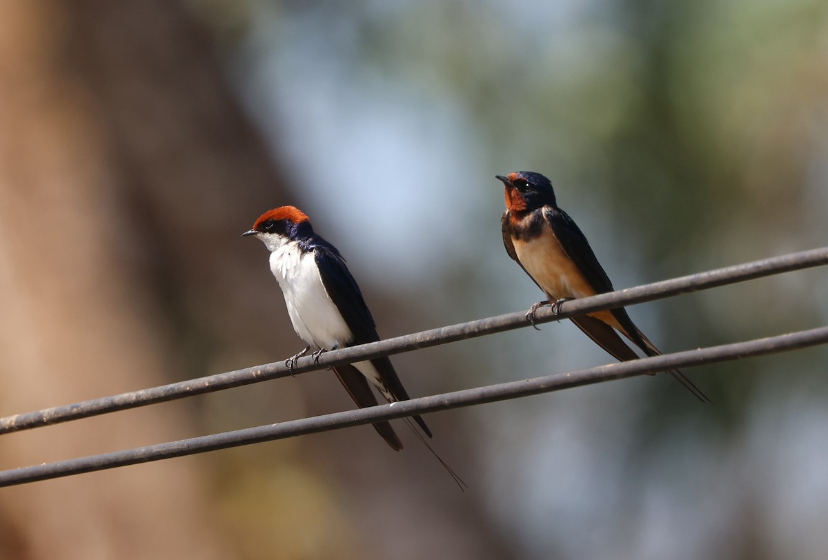 Wire-tailed Swallow - Jeerapa Sookgaew