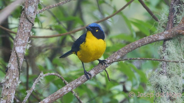 Black-cheeked Mountain Tanager - ML541412641