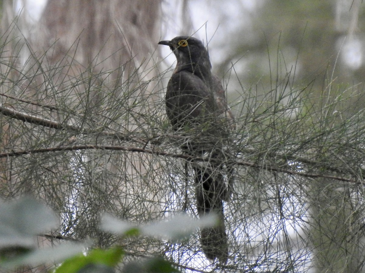 Large Hawk-Cuckoo - ML541413001