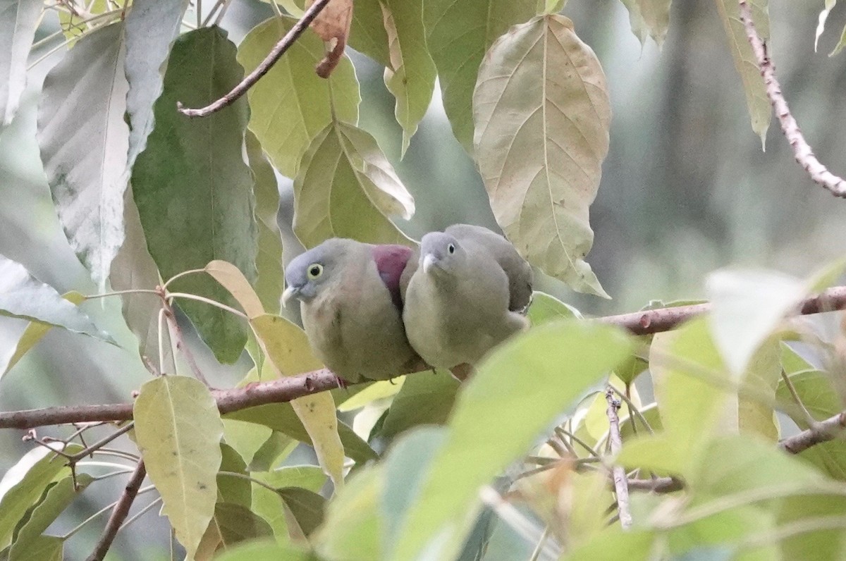 Gray-cheeked Green-Pigeon - ML541414521